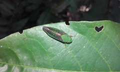 Gypona thoracica
