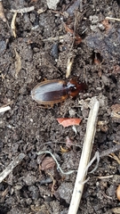 Tanystoma maculicolle