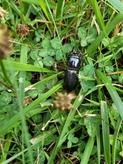 Odontotaenius disjunctus