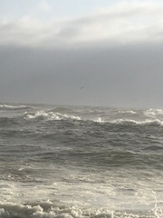 Pelecanus occidentalis