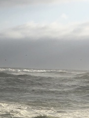 Pelecanus occidentalis