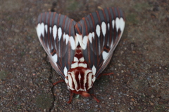Citheronia splendens