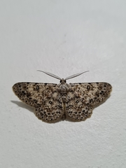 Lepidoptera