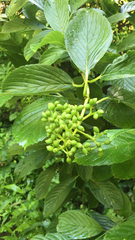 Viburnum sieboldii