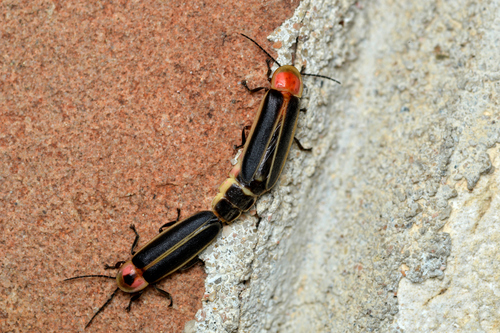 Common Eastern Firefly, Chestnut, Austin, TX, USA, photo 8 of 10