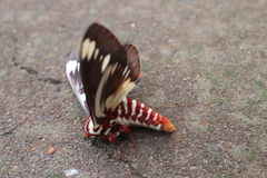 Citheronia splendens