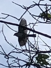 Chondestes grammacus