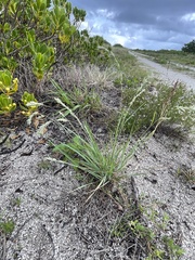 Eragrostis secundiflora