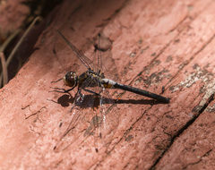 Leucorrhinia frigida