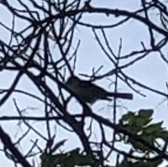 Chondestes grammacus