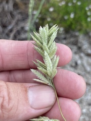 Eragrostis secundiflora
