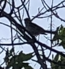 Chondestes grammacus