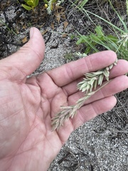 Eragrostis secundiflora