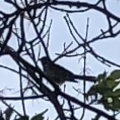 Chondestes grammacus