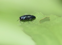 Agrilinae