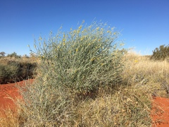 Crotalaria eremaea