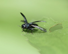 Agrilinae