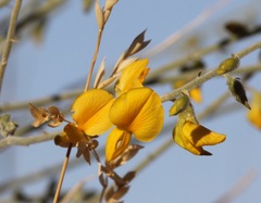 Crotalaria eremaea
