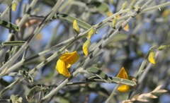 Crotalaria eremaea
