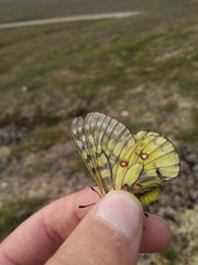 Parnassius eversmanni