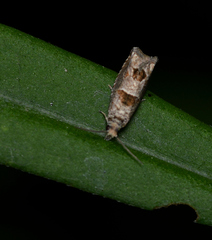 Pelochrista consobrinana