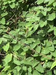 Orthetrum triangulare