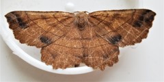 Euchlaena johnsonaria