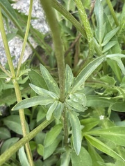 Valeriana acutiloba