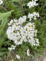 Valeriana acutiloba