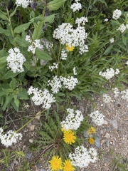 Valeriana acutiloba
