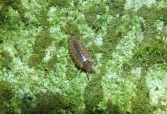 Chaetophiloscia