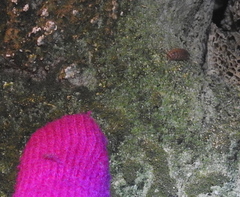 Chaetophiloscia cellaria