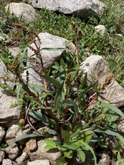 Rumex triangulivalvis