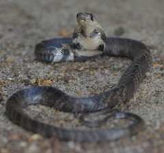 Naja naja