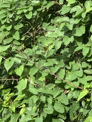 Orthetrum triangulare