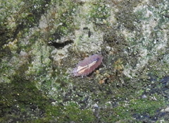 Androniscus dentiger