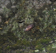 Androniscus dentiger