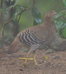Gallus lafayettii