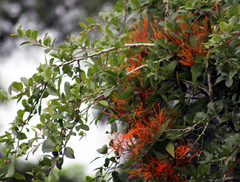 Psittacanthus schiedeanus