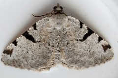 Macaria subcessaria