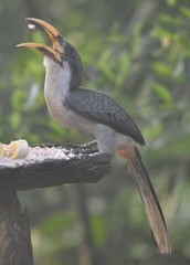 Ocyceros gingalensis