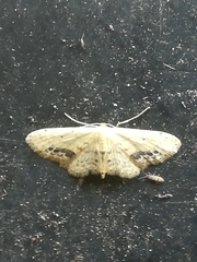 Lepidoptera