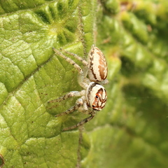 Cytaea plumbeiventris