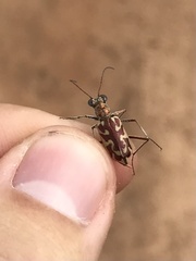 Ellipsoptera cuprascens