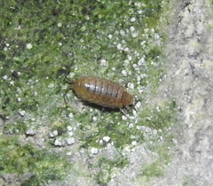 Chaetophiloscia cellaria