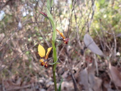 Diuris brumalis