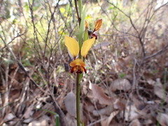Diuris brumalis