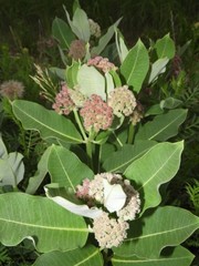 Asclepias syriaca