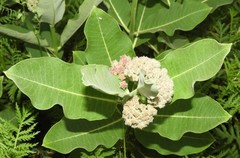 Asclepias syriaca