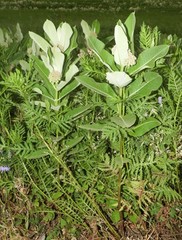 Asclepias syriaca